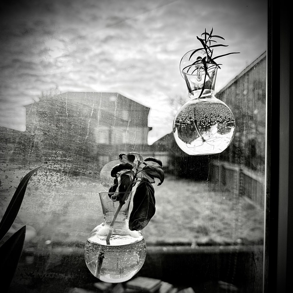 Saving What I Can: Tiny Plant Experiments