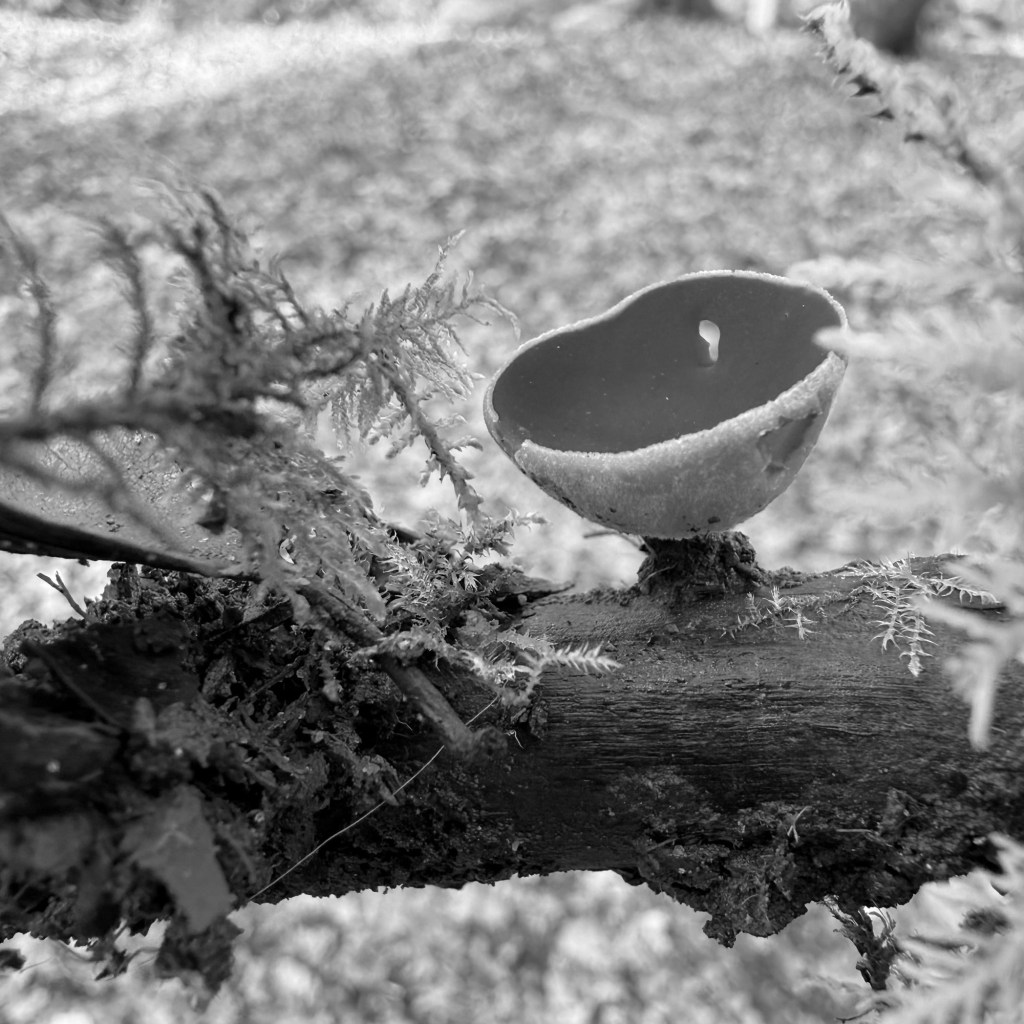 Trying to Grow Things (Including&nbsp;Myself)